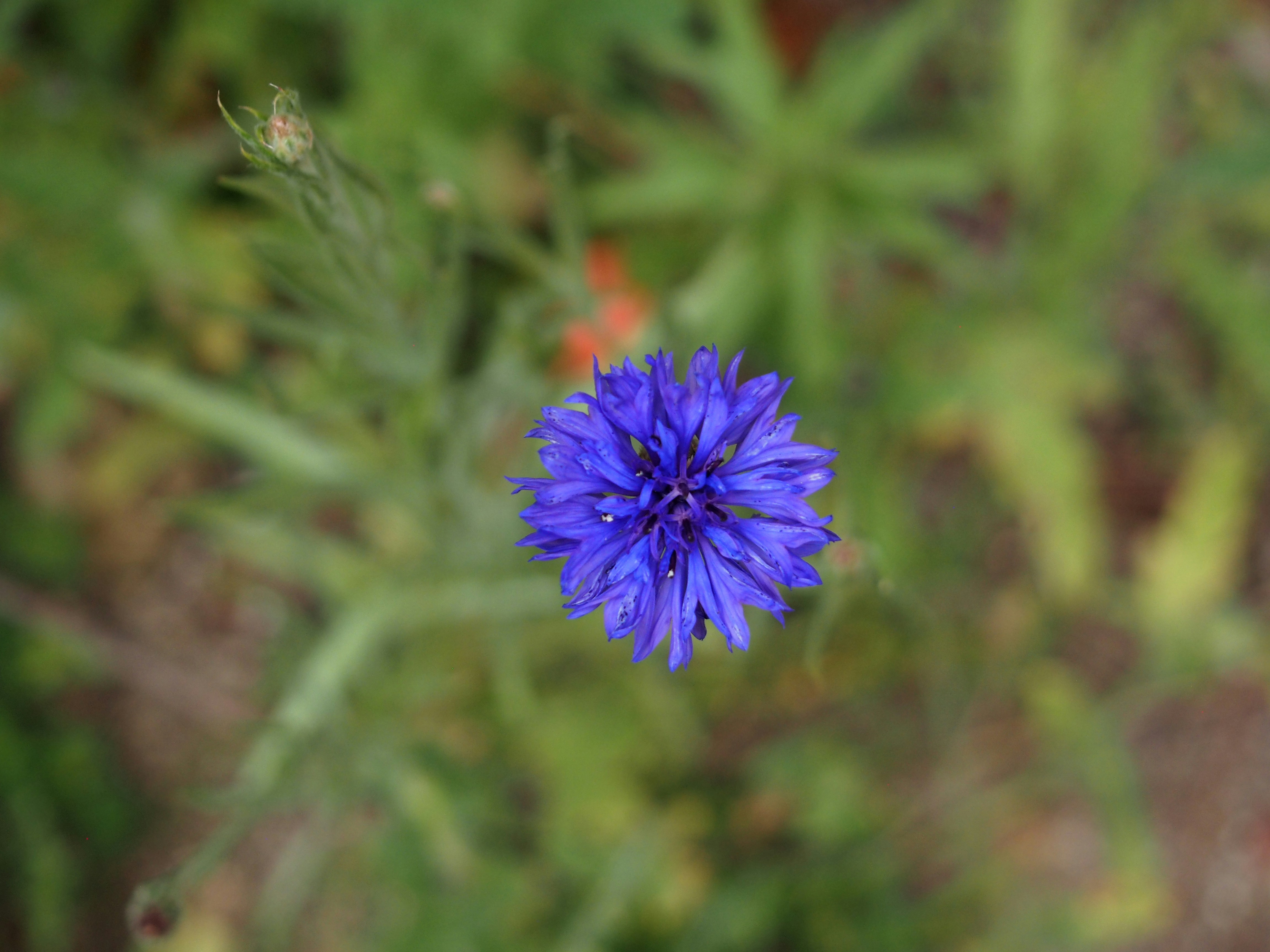 Photo by delassusdesign