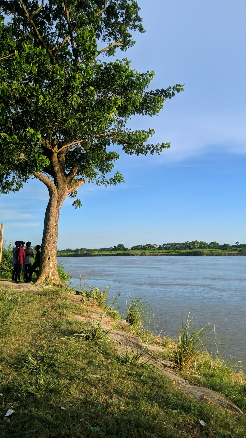 a group of people standing next to a tree near a body of water