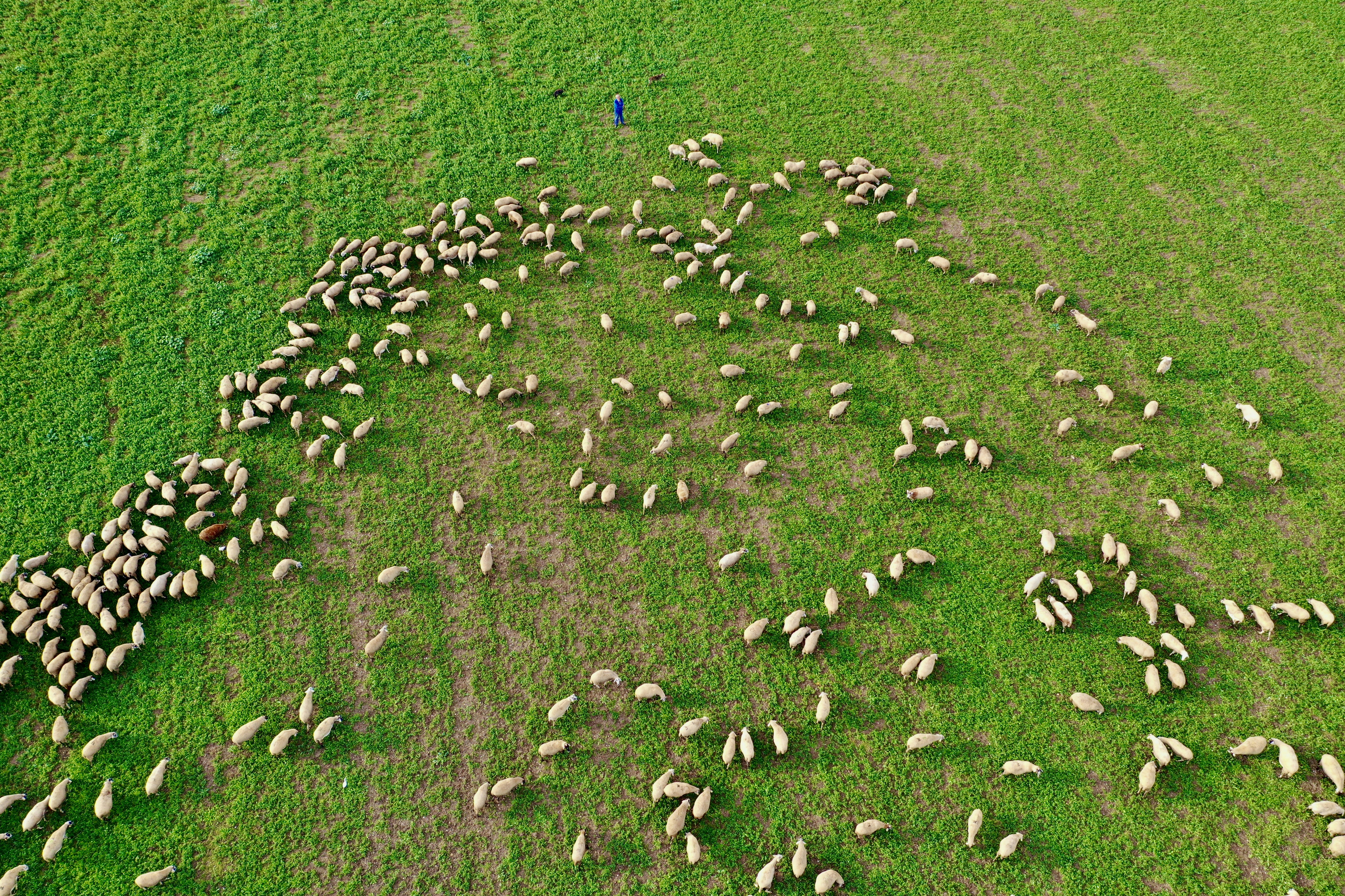 a herd of sheep walking across a lush green field