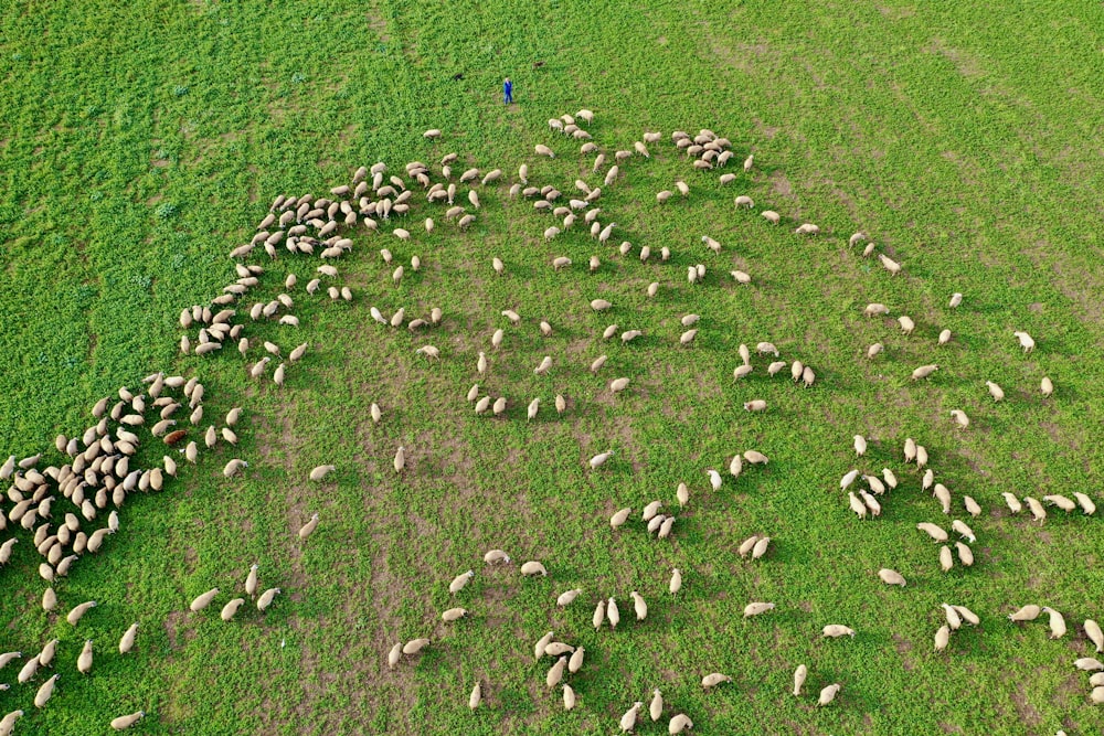 a herd of sheep walking across a lush green field