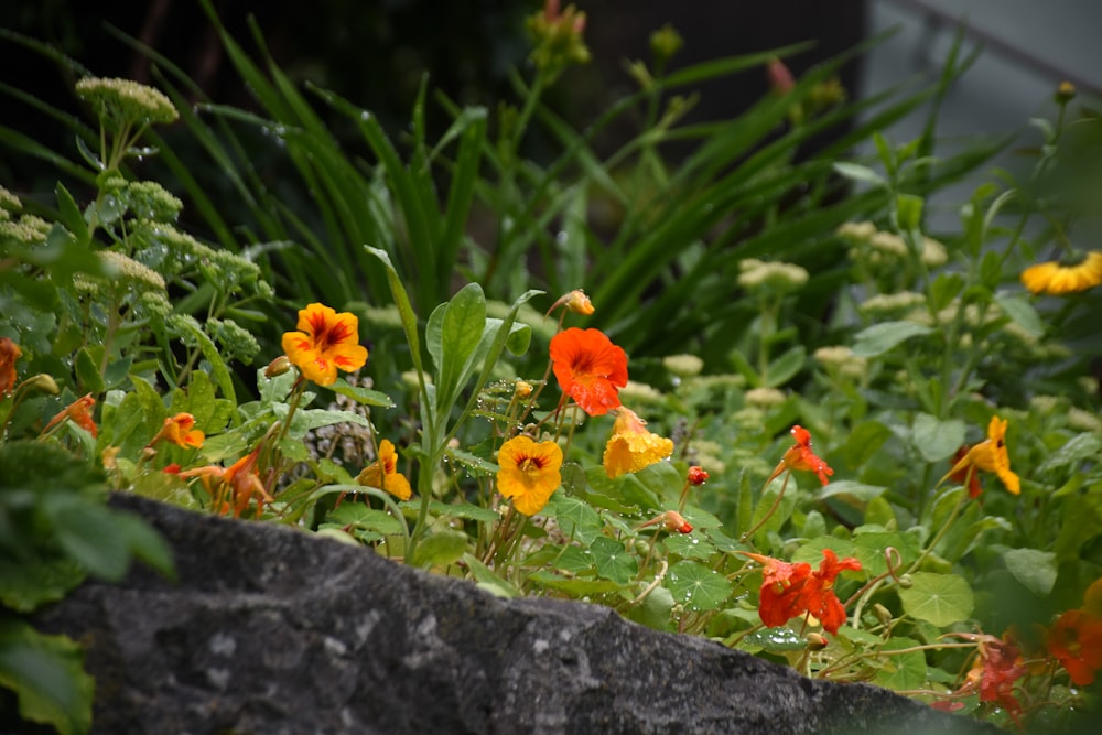 a bunch of flowers that are in the grass