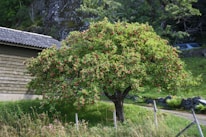 A lush apple tree stands prominently in a grassy area, filled with an abundance of red apples and green leaves. It is surrounded by a fence, with a wooden building to the left and a backdrop of trees and rocks.