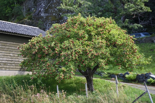 A lush apple tree stands prominently in a grassy area, filled with an abundance of red apples and green leaves. It is surrounded by a fence, with a wooden building to the left and a backdrop of trees and rocks.