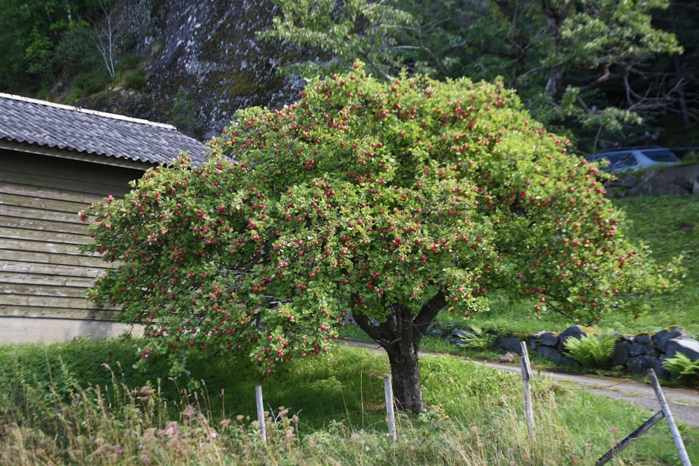 an apple tree in front of a building