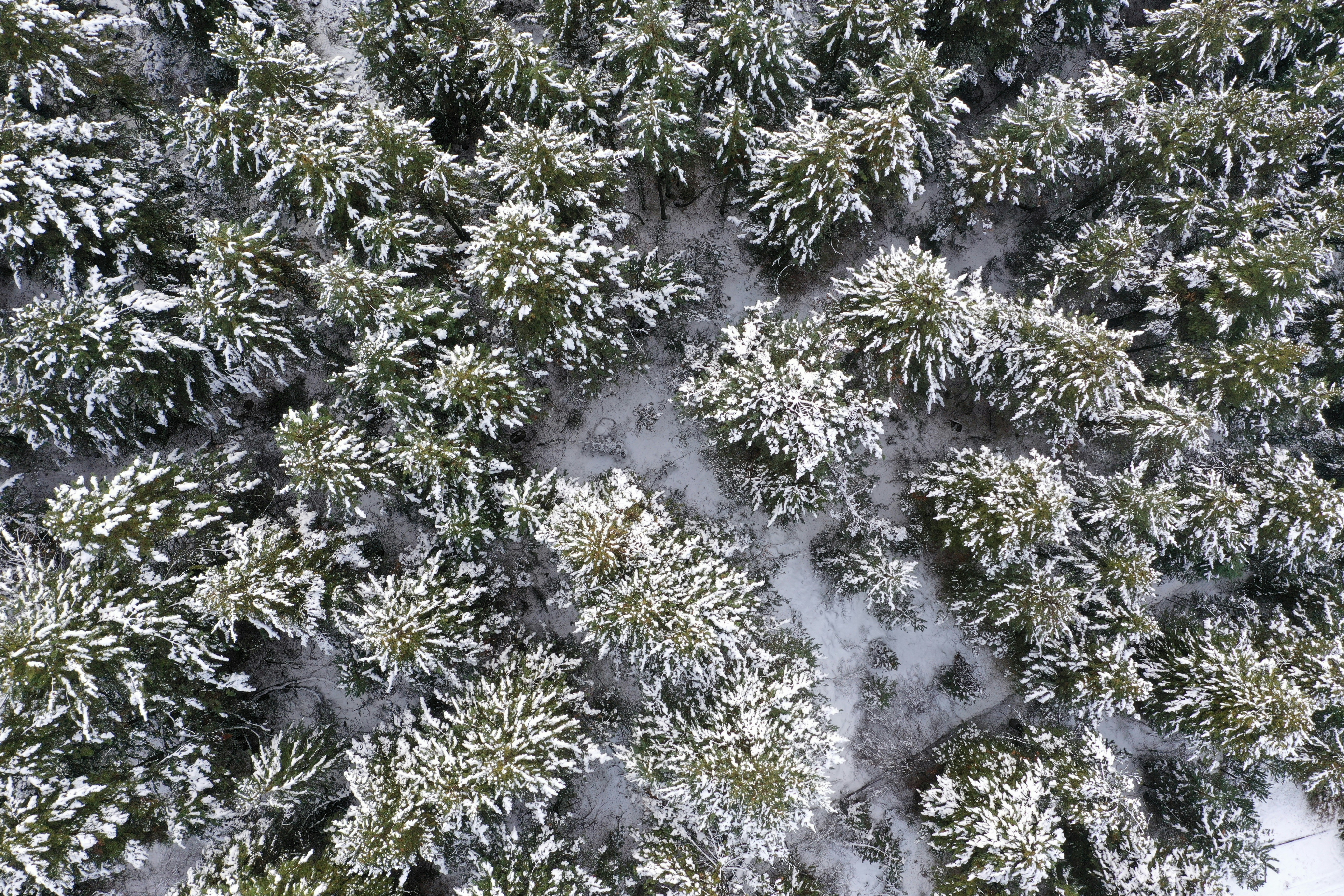 an aerial view of a snow covered forest
