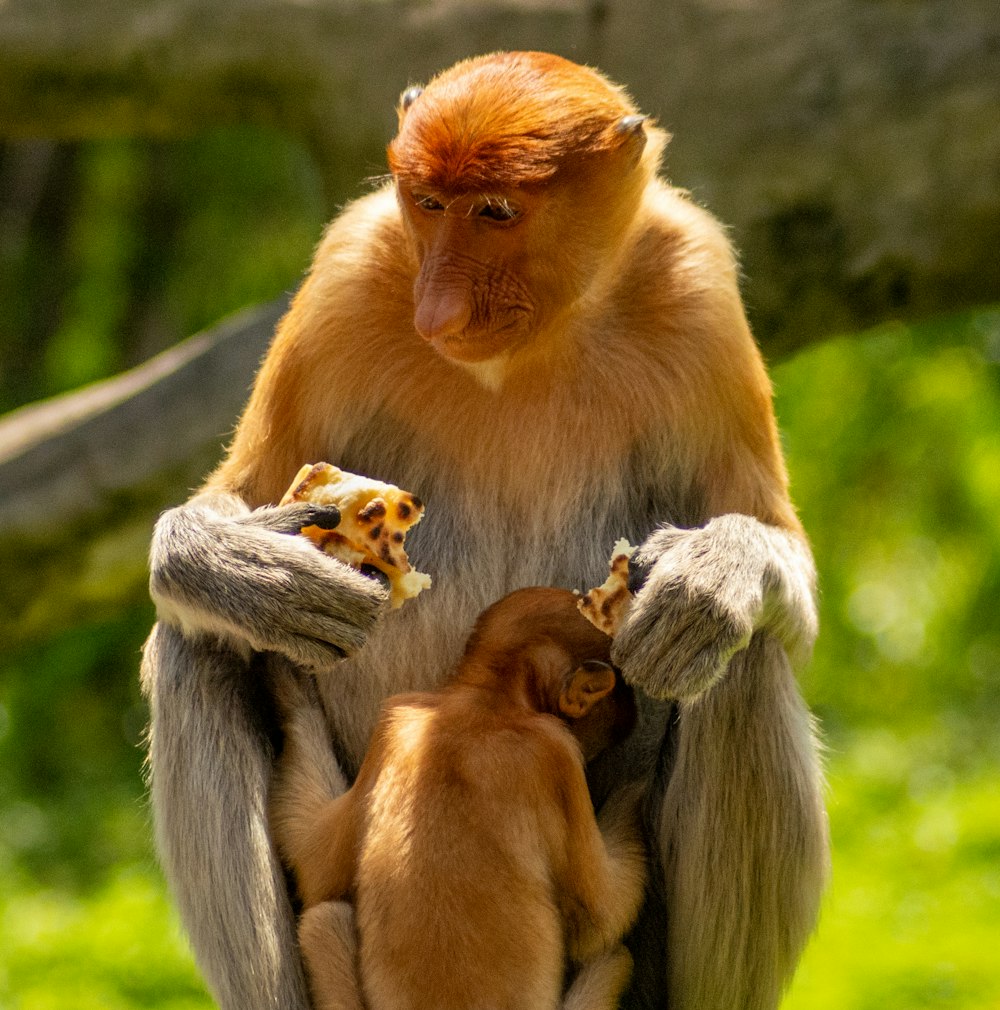 a mother and baby monkey sitting on a tree branch