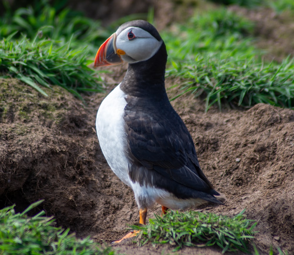 a black and white bird standing on a patch of dirt