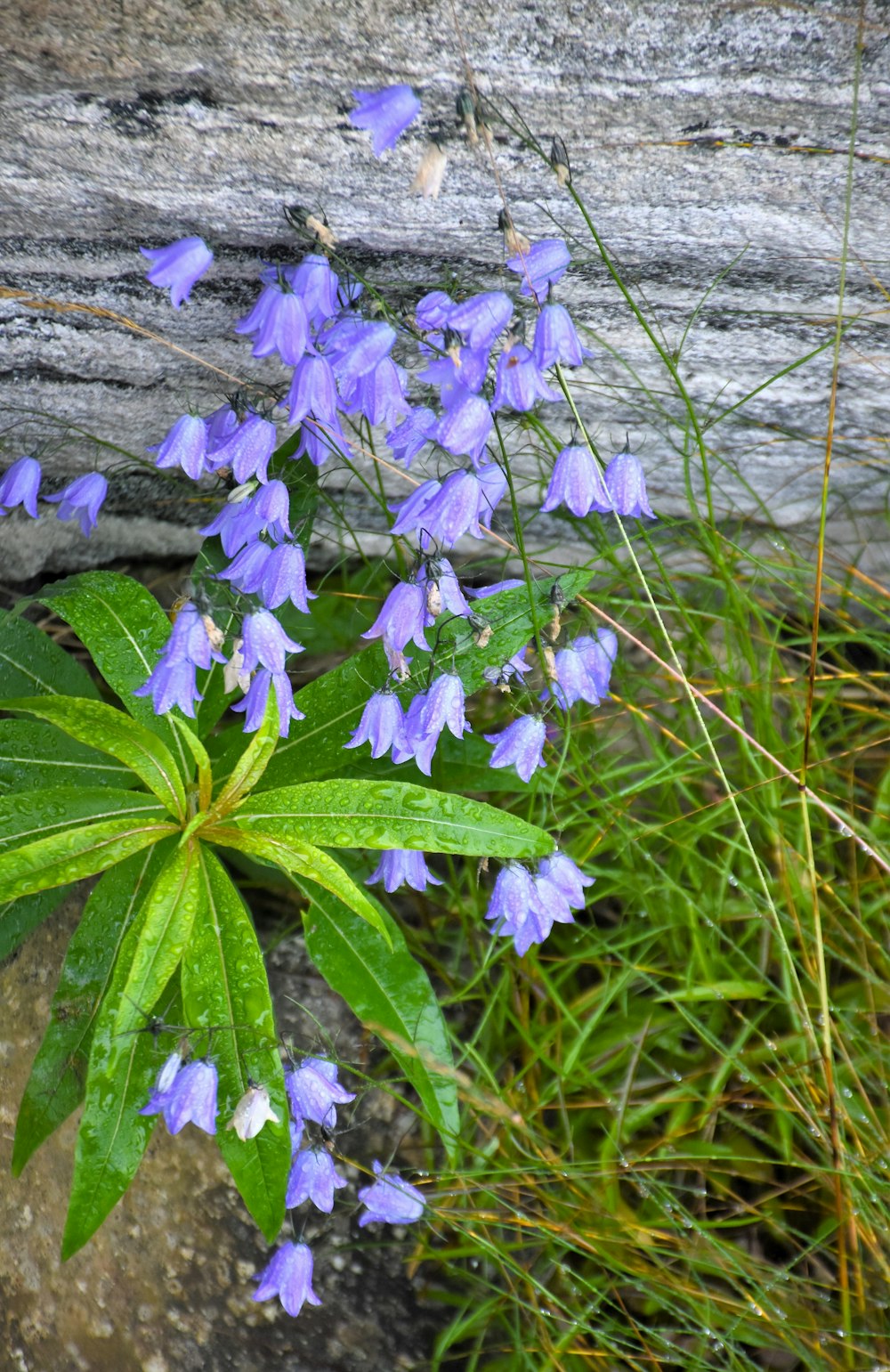 a bunch of purple flowers growing out of a rock