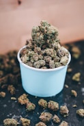 A light blue container filled with green and brown herbal buds, likely cannabis, is placed on a dark surface with more buds scattered around.
