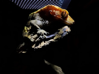 A reptile, likely a gecko, is resting on a piece of rough, weathered wood in dim lighting. The animal, with its predominantly green body and orange head, appears to be calm with its eyes closed. The background is dark, making the lizard and the wood stand out prominently.
