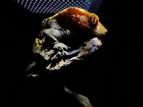 A reptile, likely a gecko, is resting on a piece of rough, weathered wood in dim lighting. The animal, with its predominantly green body and orange head, appears to be calm with its eyes closed. The background is dark, making the lizard and the wood stand out prominently.