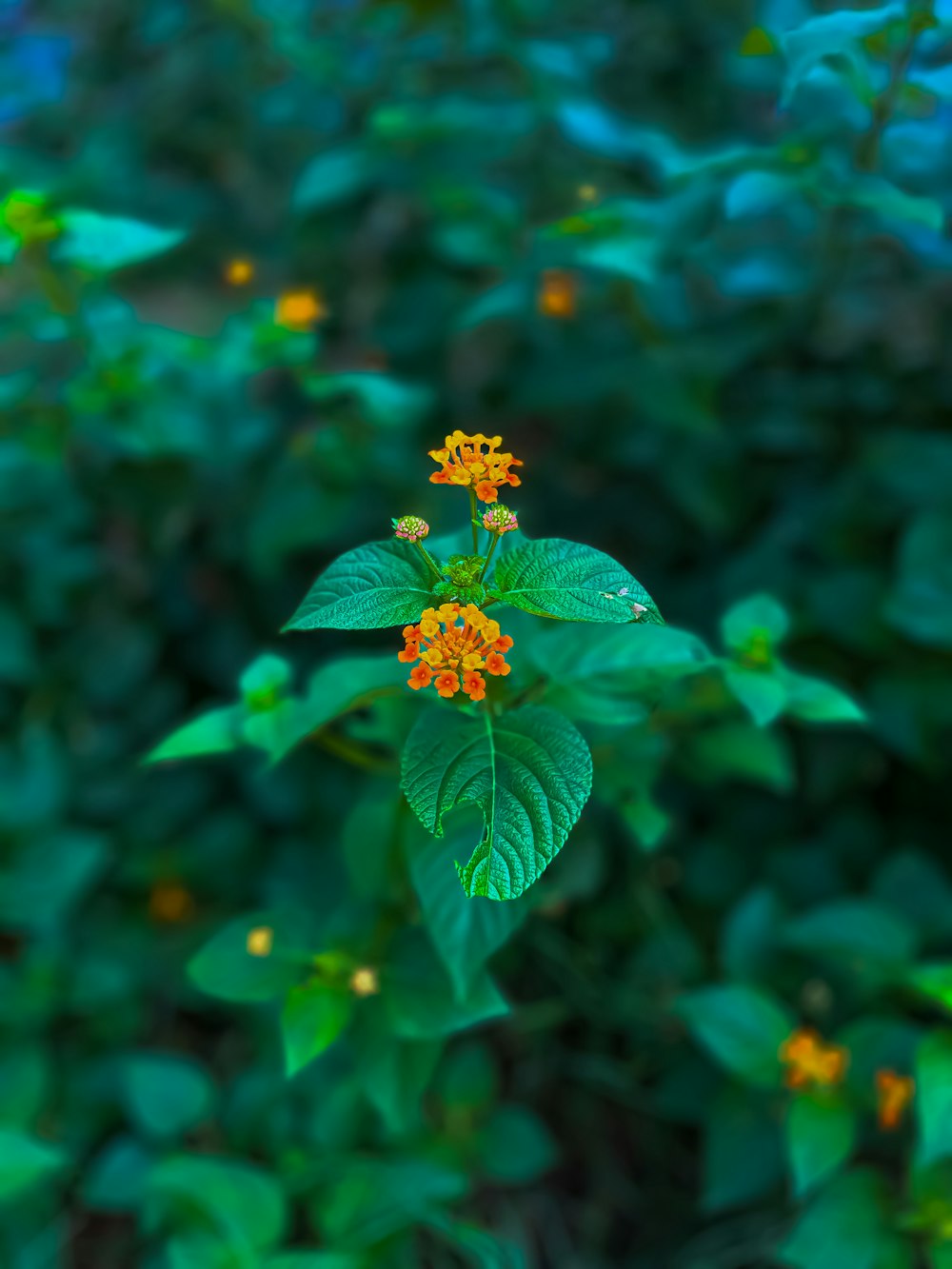 a plant with orange flowers and green leaves