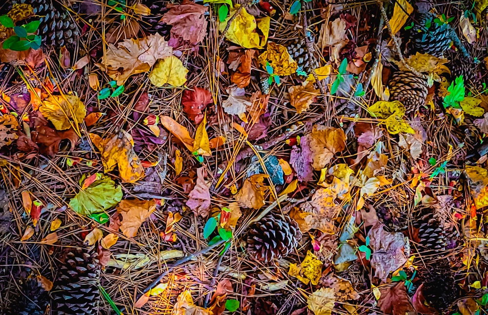 un gruppo di pigne e foglie sul terreno