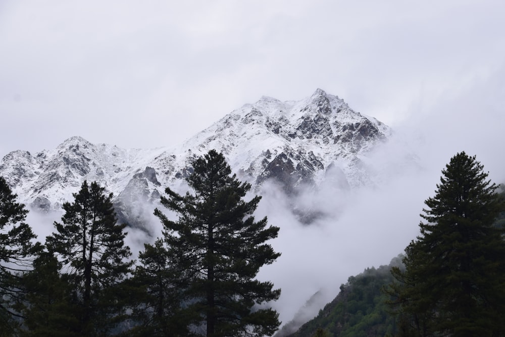 a mountain covered in snow and surrounded by trees