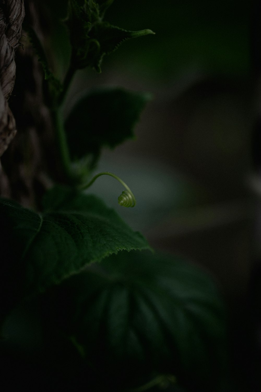 a close up of a green plant with leaves