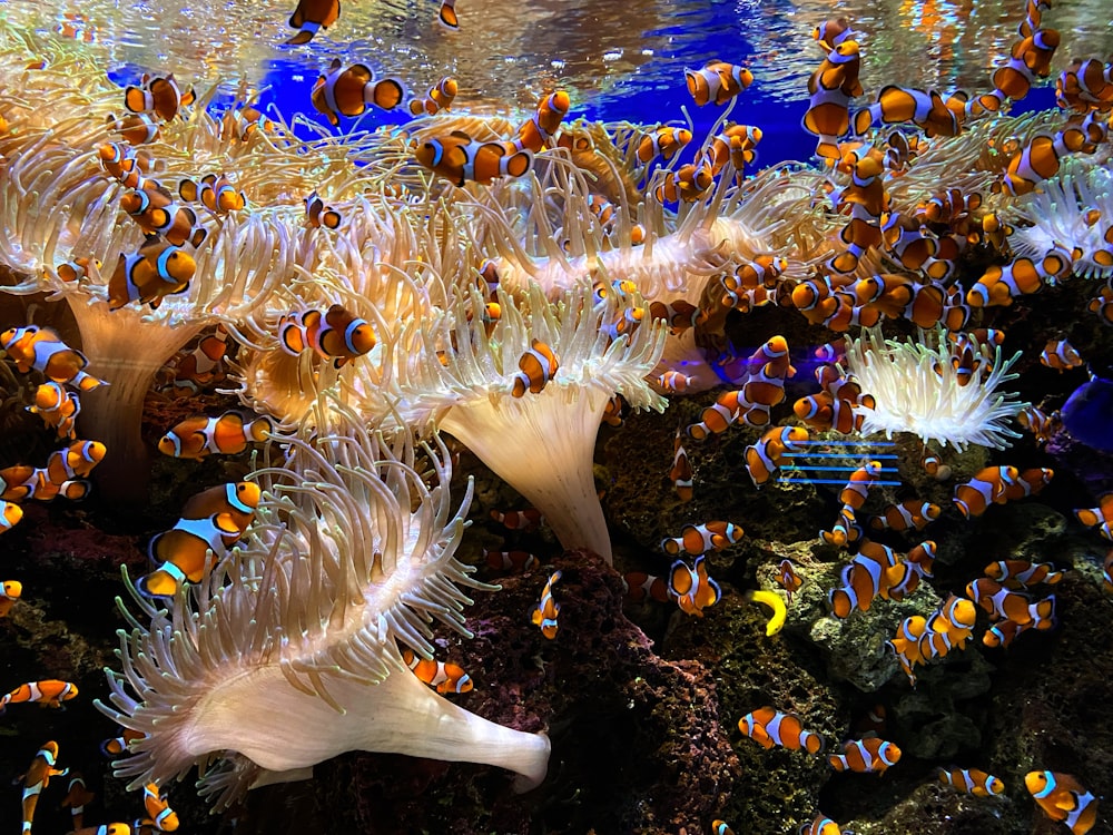 a group of clown fish swimming in an aquarium