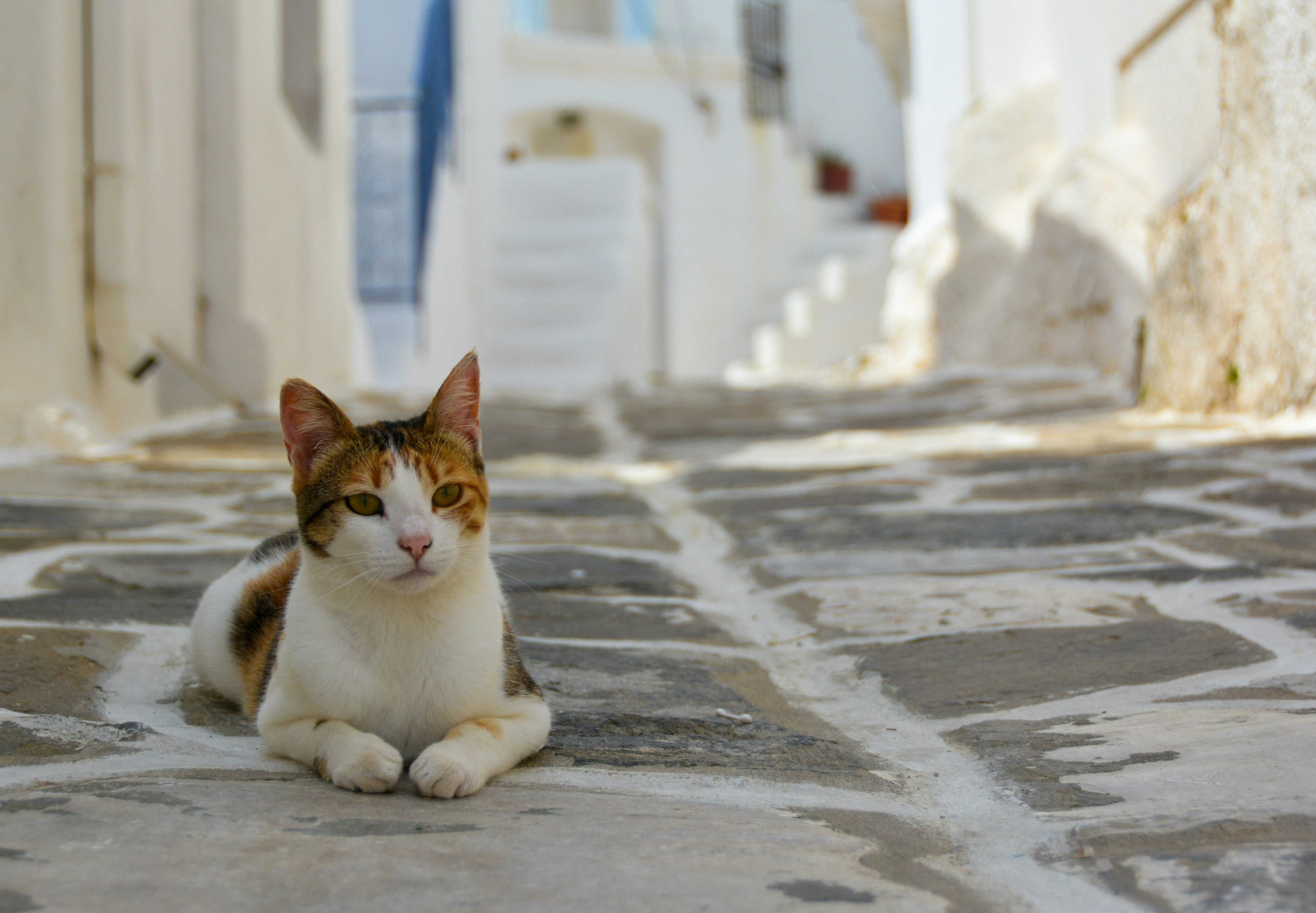 Unveiling the Vibrant Festivals of Paros