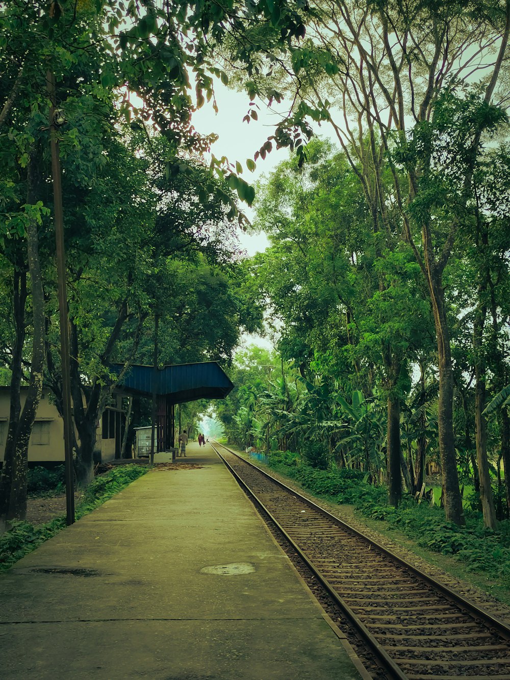 a train track that is next to a forest