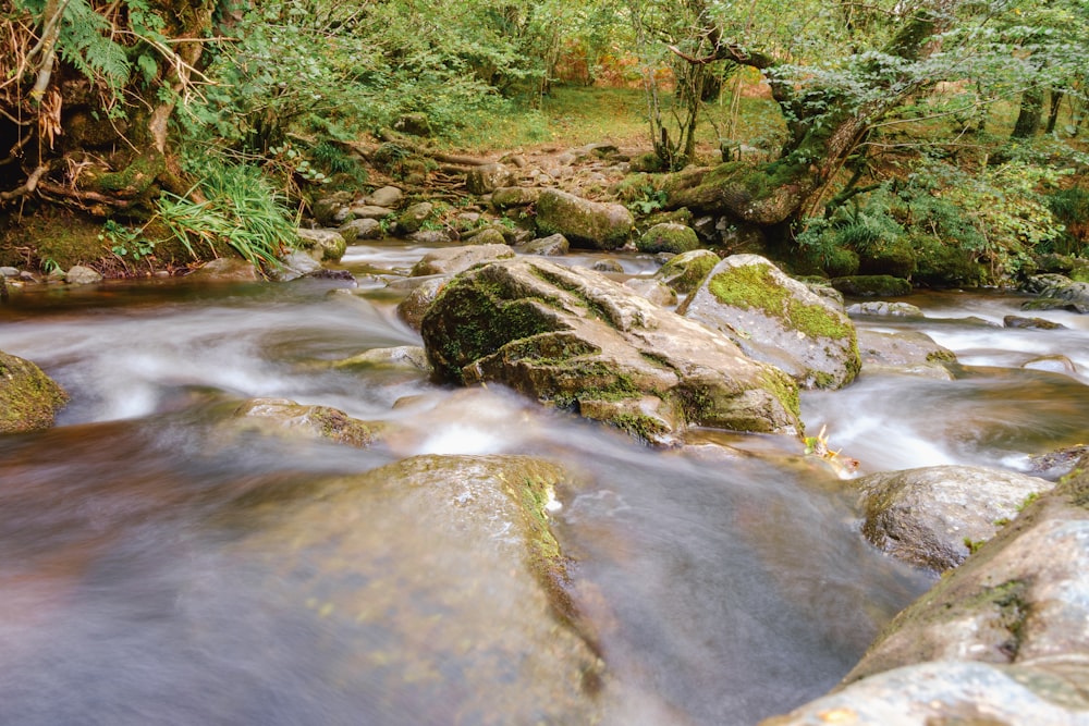 a stream running through a lush green forest