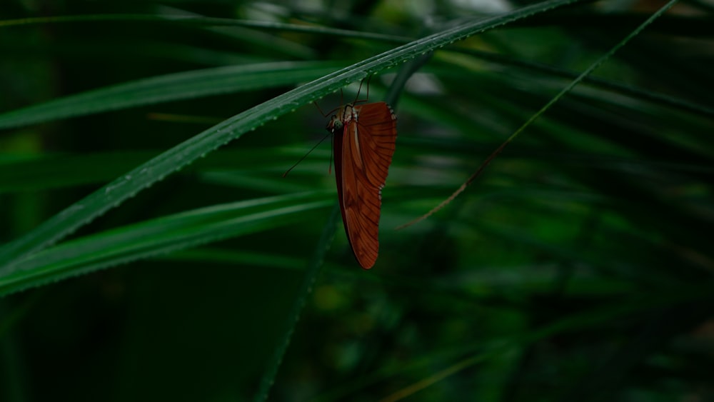 a red butterfly sitting on top of a green leaf