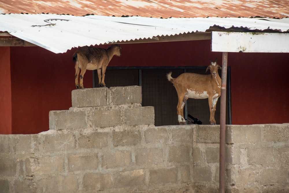 a couple of animals standing on top of a stone wall