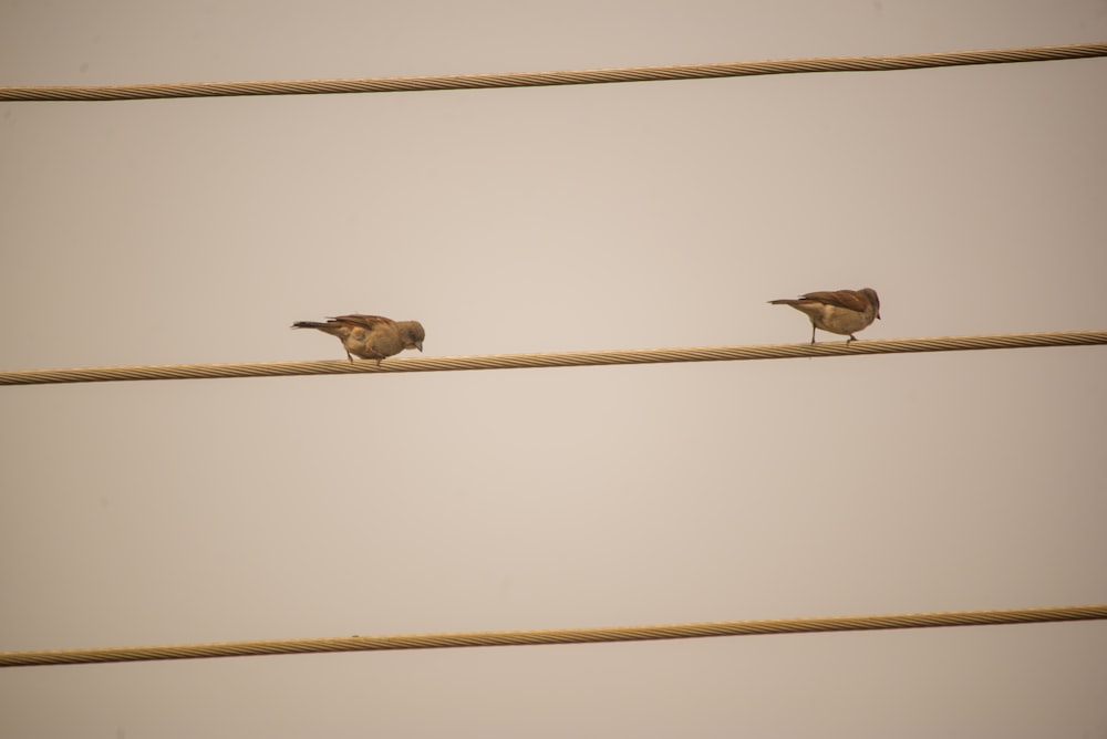 two small birds sitting on a power line