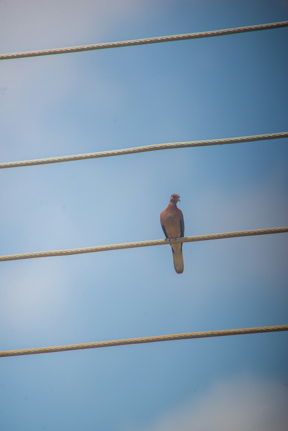 Ein Vogel, der auf einem Draht sitzt, mit einem blauen Himmel im Hintergrund