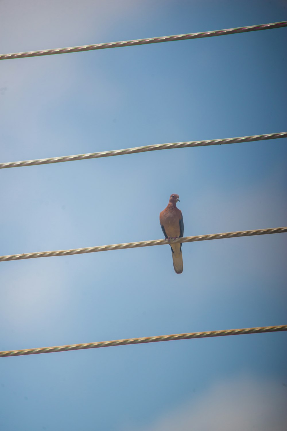 a bird sitting on a wire with a blue sky in the background