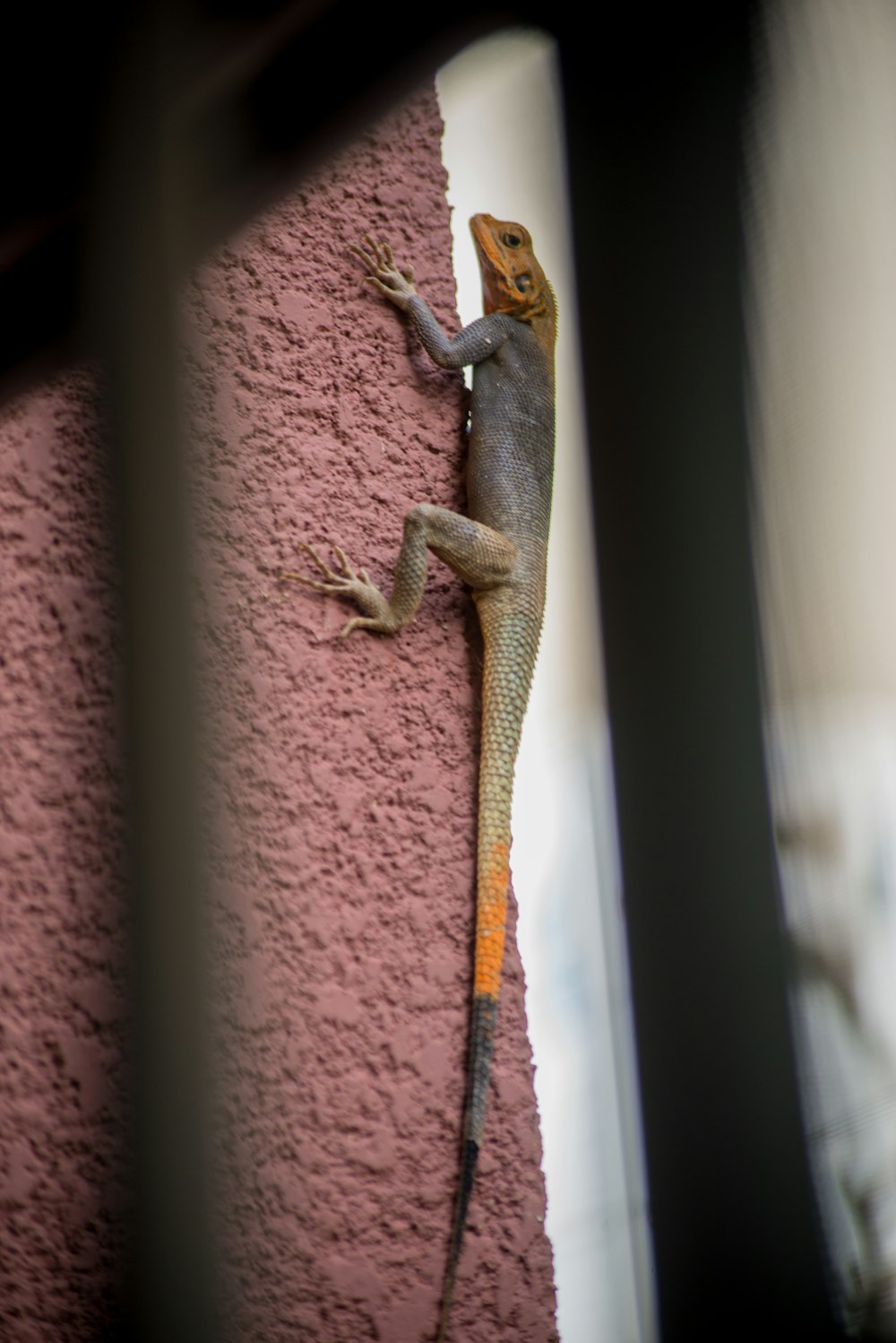 a lizard that is sitting on the side of a building