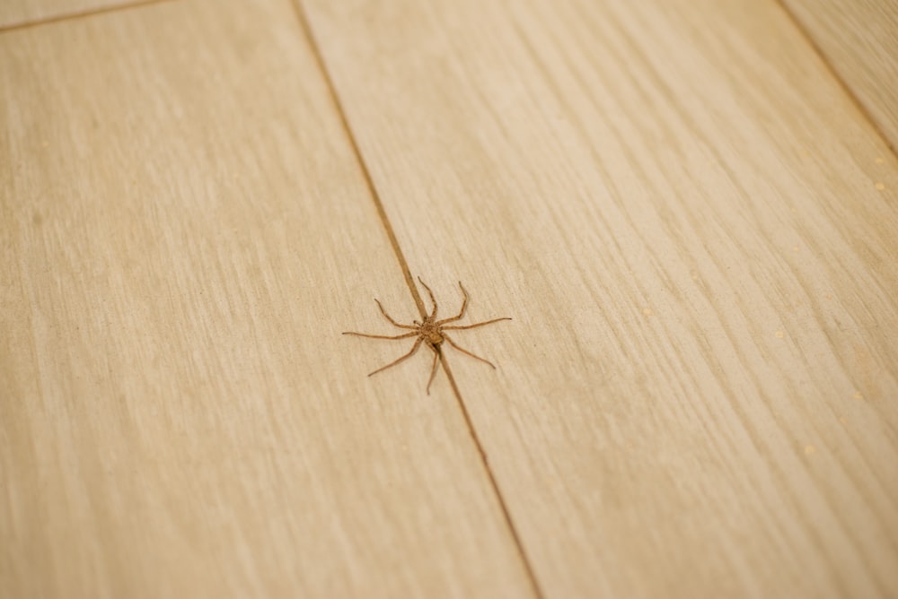 a spider crawling on a wooden floor