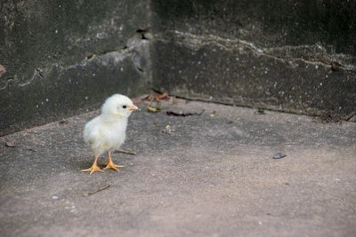 Close-up of a chick comfortably standing on a 4-inch high perch with textured rubber mat flooring beneath.