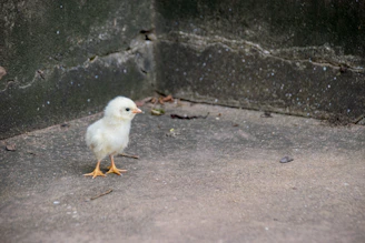 Close-up of a chick comfortably standing on a 4-inch high perch with textured rubber mat flooring beneath.