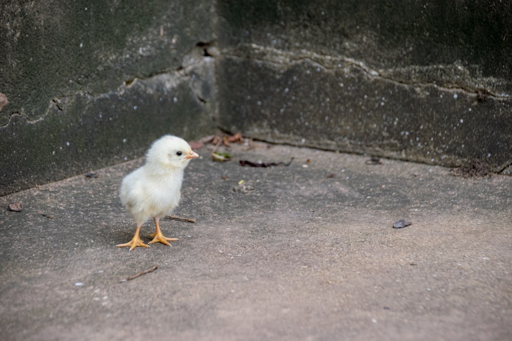 a small white chicken standing next to a cement wall