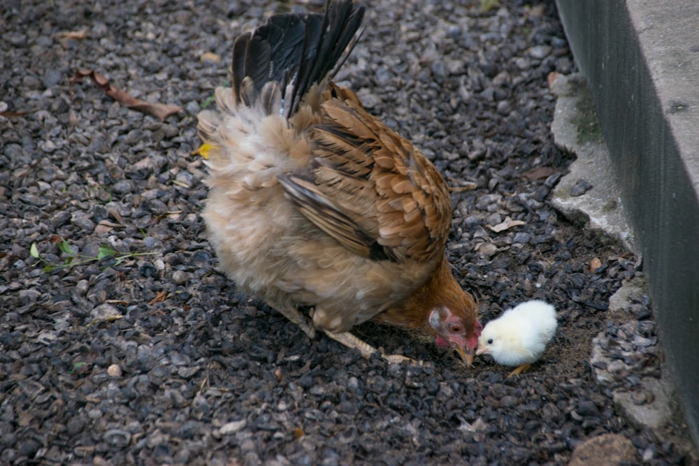 a bird pecks at a dead bird on the ground