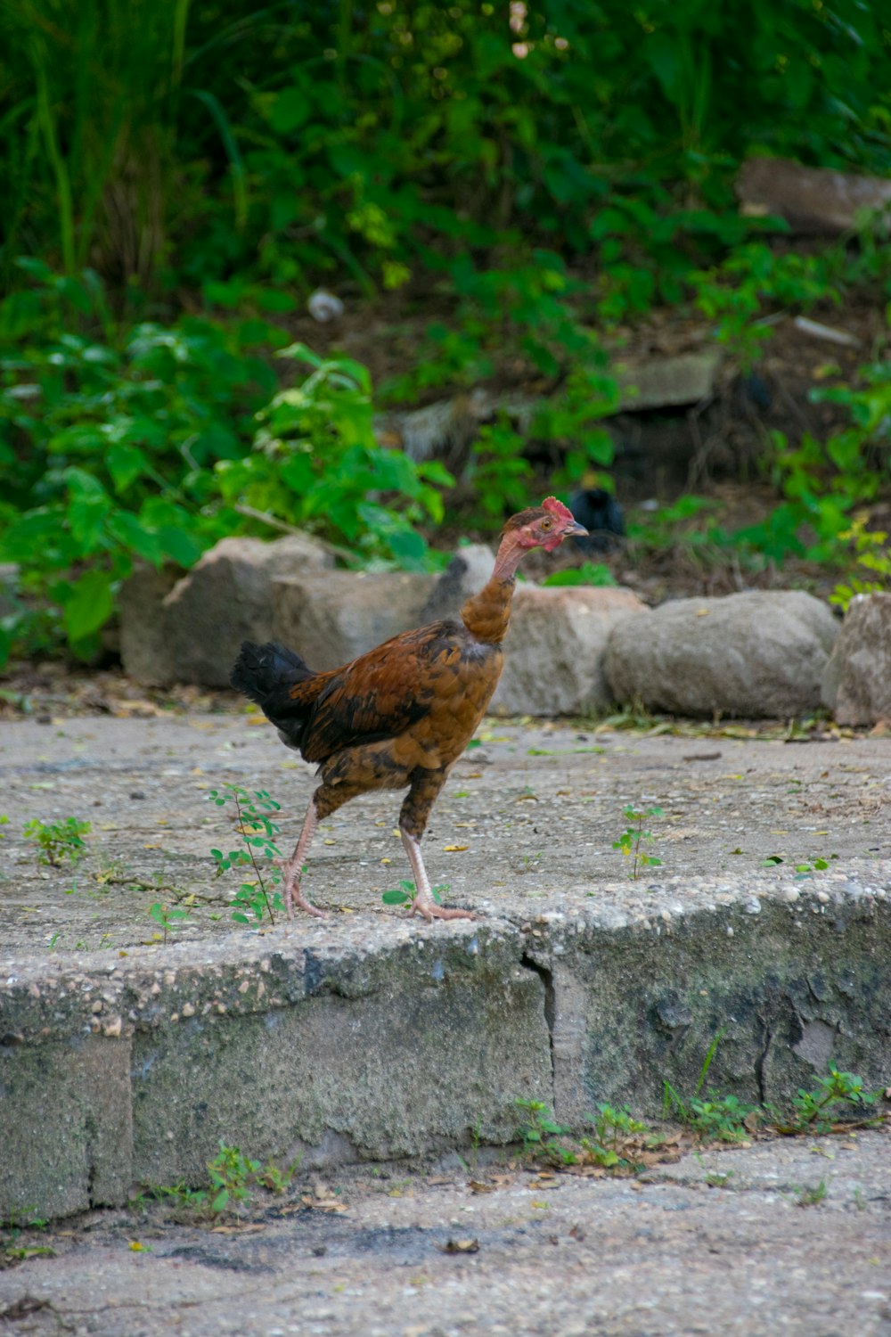 a bird is standing on a stone step