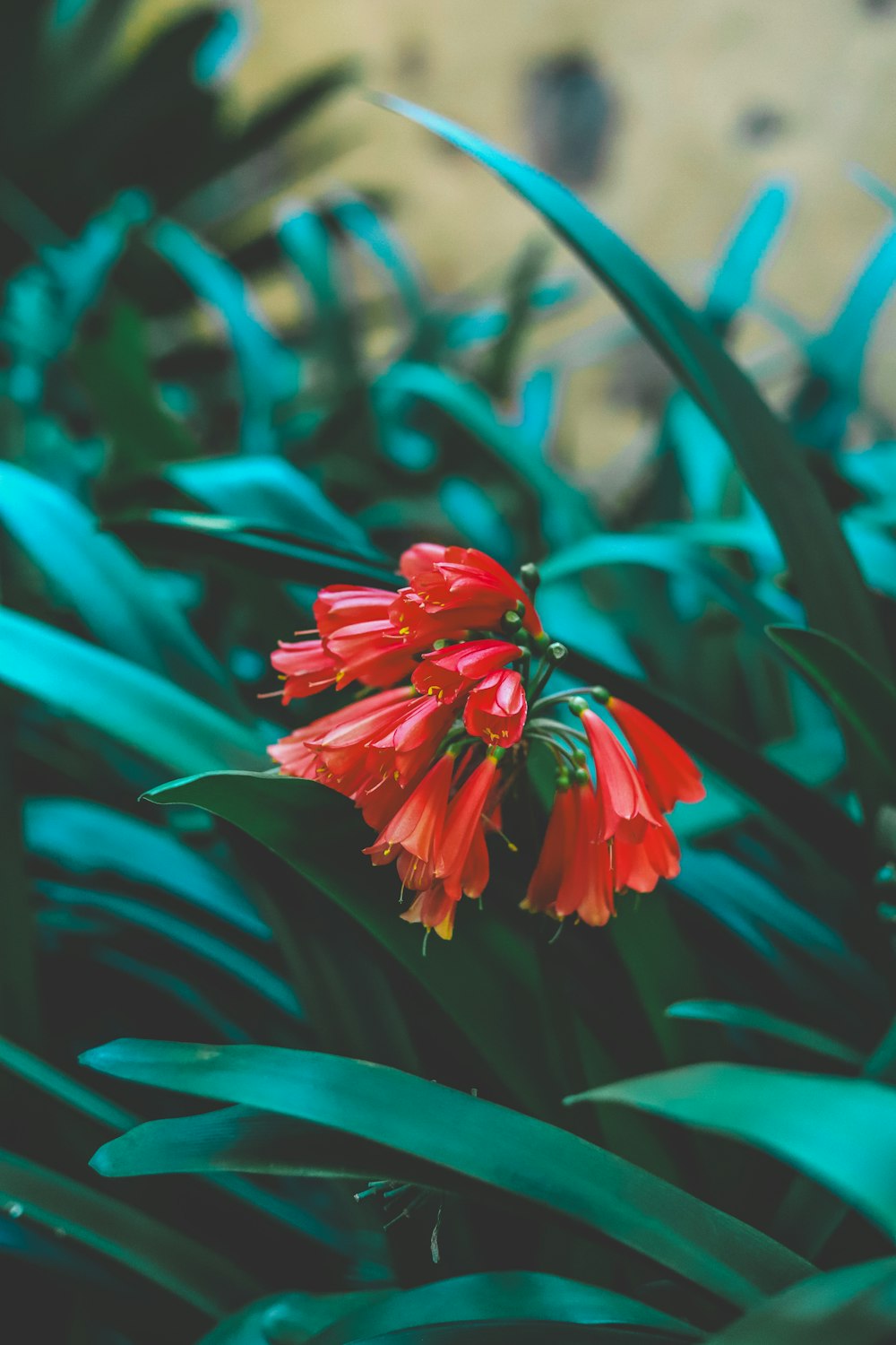 a red flower in the middle of some green plants