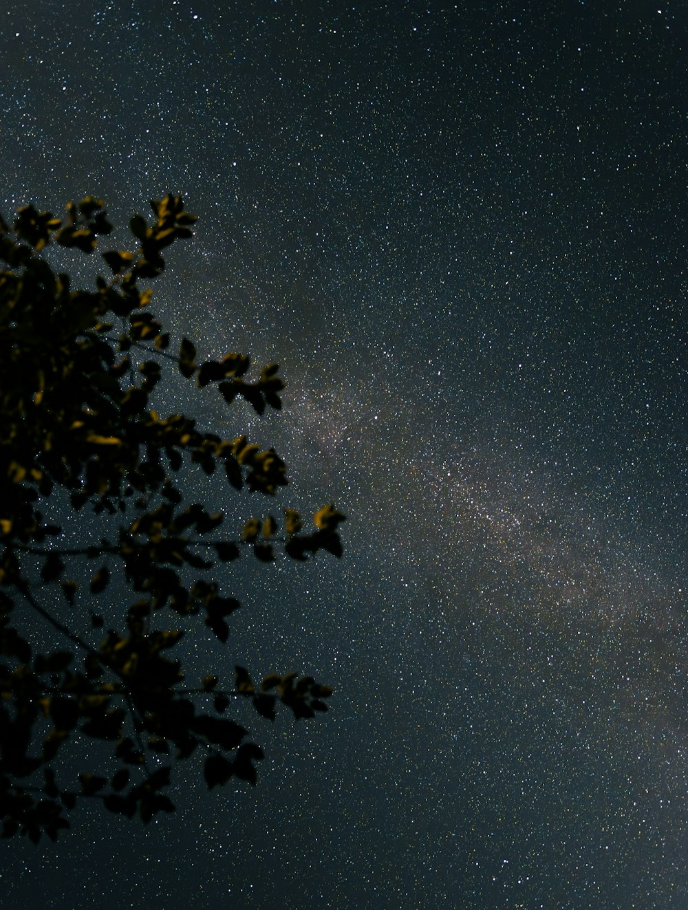 the night sky with stars and trees in the foreground
