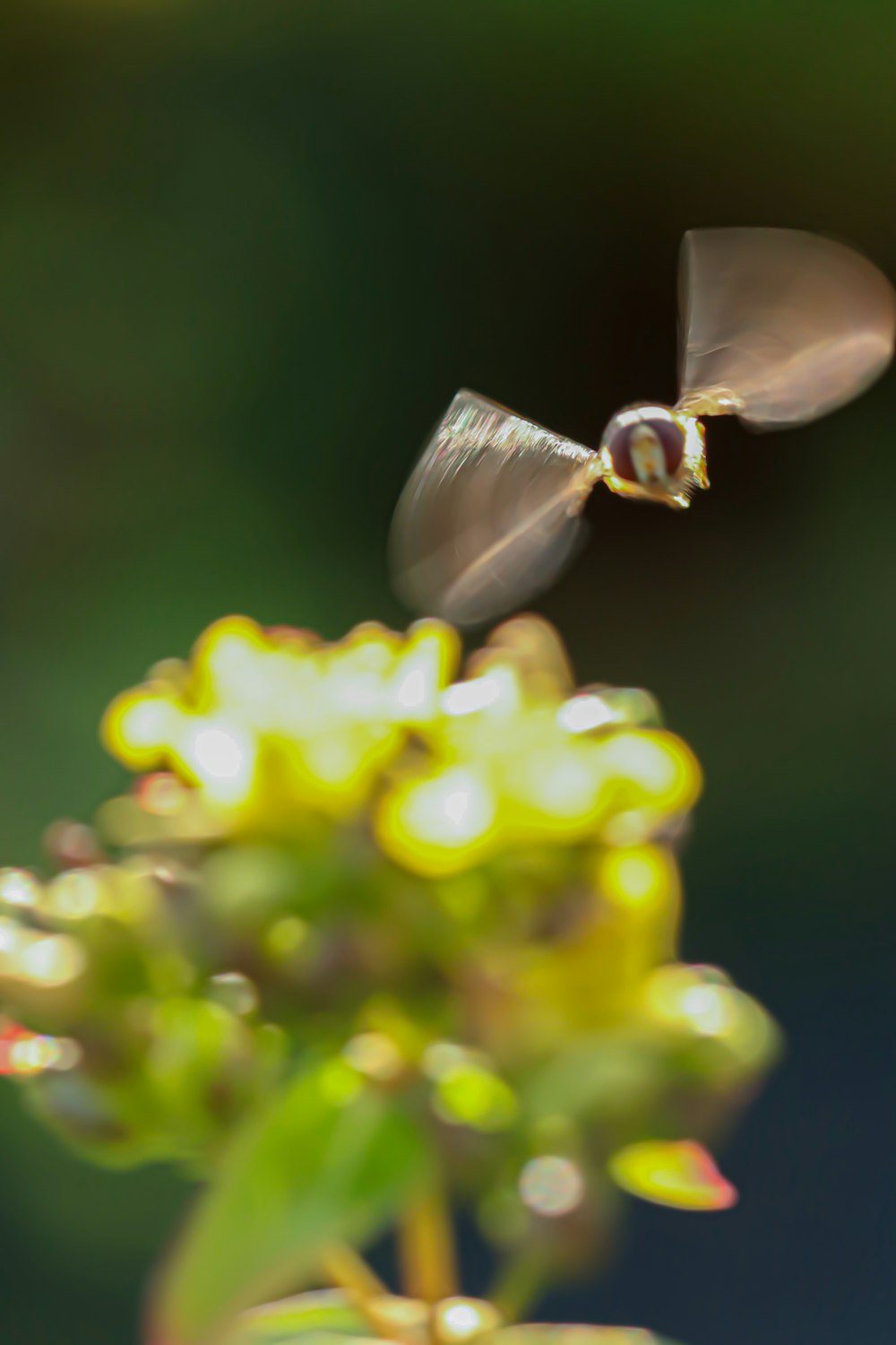 ein kleiner Vogel, der über eine gelbe Blume fliegt