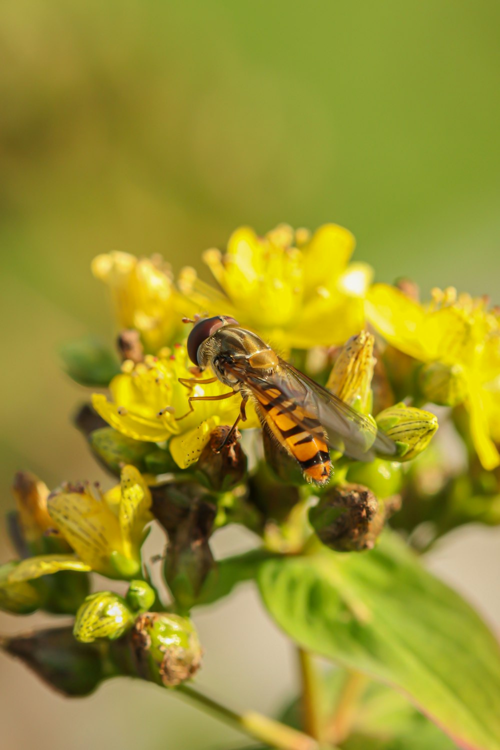 a couple of bees sitting on top of a yellow flower