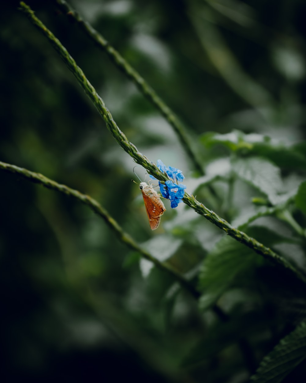 a couple of blue flowers sitting on top of a green plant