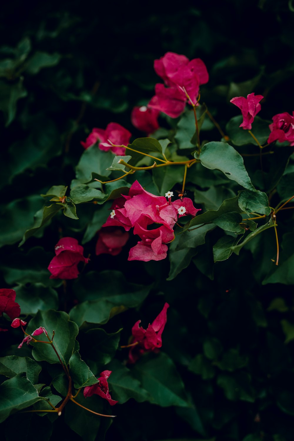 a bunch of flowers that are on a bush