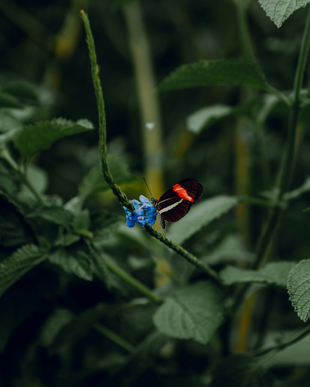 a red and blue butterfly sitting on top of a blue flower