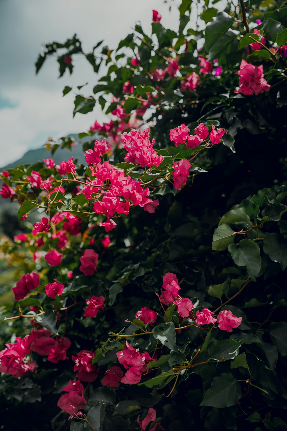 a bush of pink flowers on a cloudy day