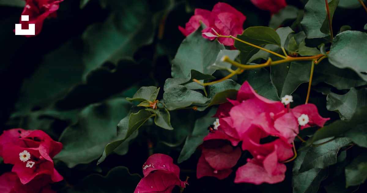 Un bouquet de fleurs rouges qui sont sur un buisson photo – Photo Costa ...
