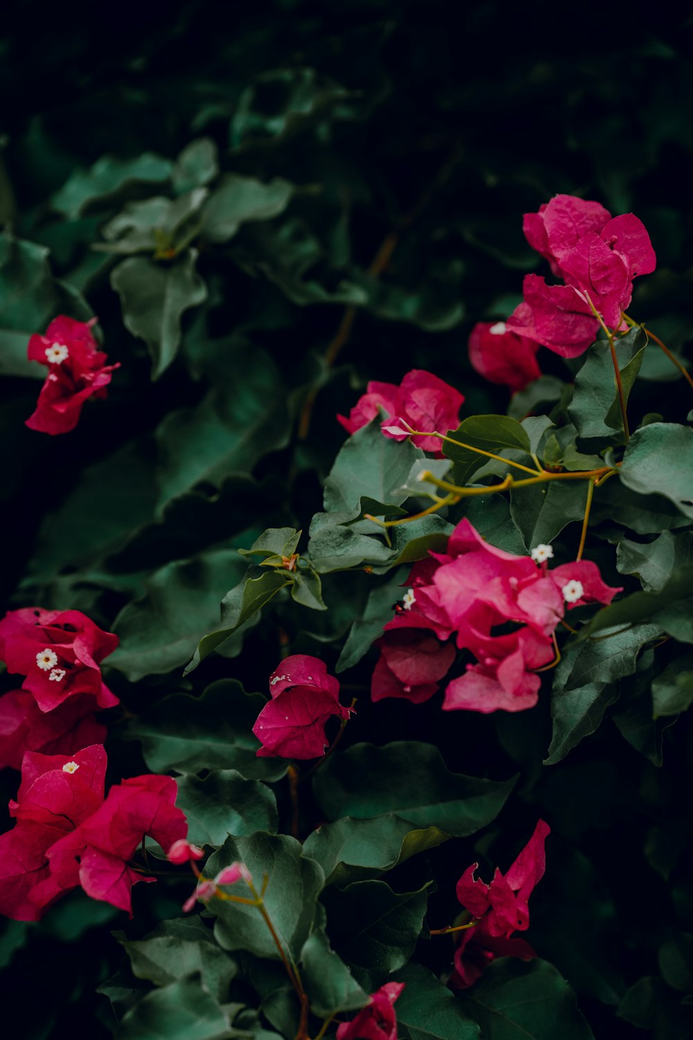 a bunch of red flowers that are on a bush