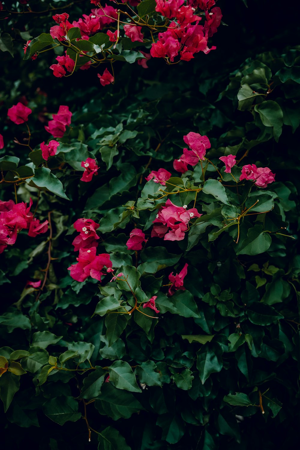 a bush of pink flowers with green leaves