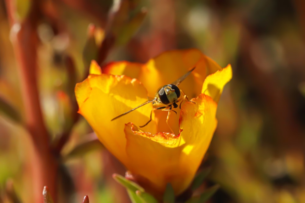 a fly sitting on top of a yellow flower