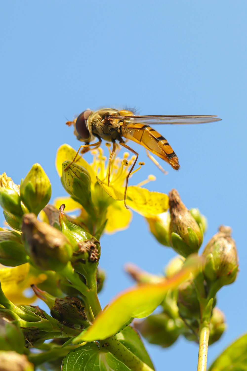 a fly sitting on top of a yellow flower