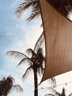 Palm trees with fronds extended beneath the blue sky are partially shaded by a large fabric canopy. String lights, hanging from the canopy, add a decorative element.