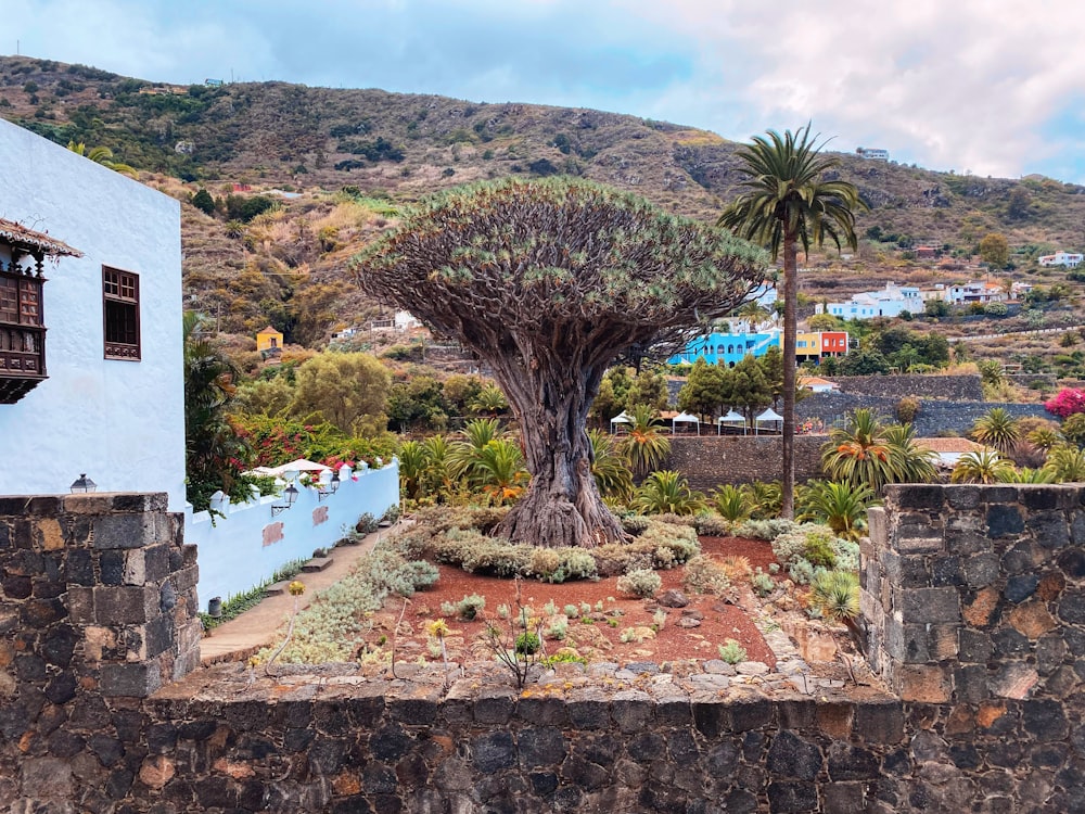 Un arbre au milieu d’un mur de pierre